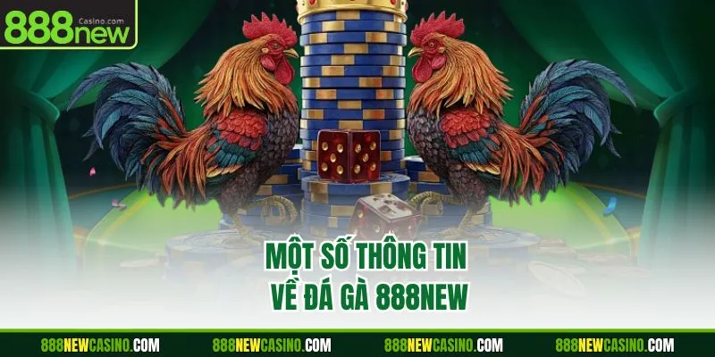 Một số thông tin về đá gà 888NEW